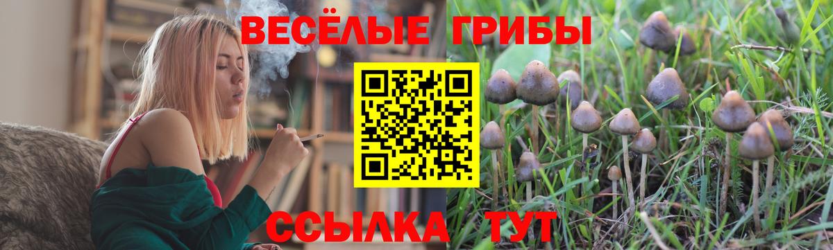 как найти наркотики  Вход с VPN  Псилоцибиновые грибы Cubensis  Муравленко  Псилоцибиновые грибы GOLDEN TEACHER 